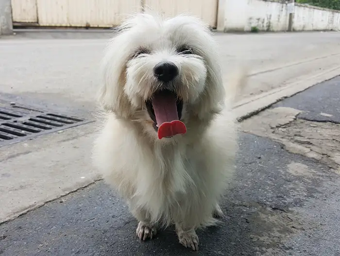 ขนส่งสัตว์เลี้ยงหมาและแมว